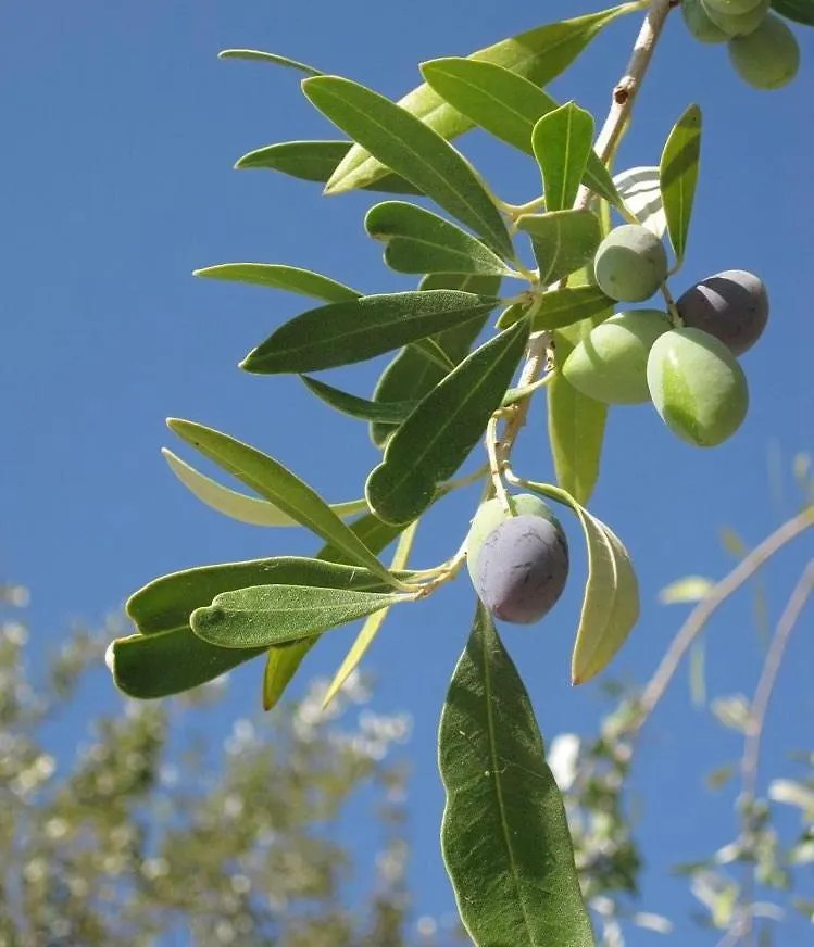 Algarve Olive Tree Lodge Nora  0*, Nora (Barlavento)